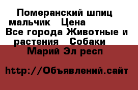 Померанский шпиц, мальчик › Цена ­ 35 000 - Все города Животные и растения » Собаки   . Марий Эл респ.